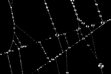 water droplets on a spider web on a black background