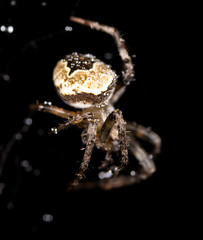 water droplets on a spider web with a spider on a black background
