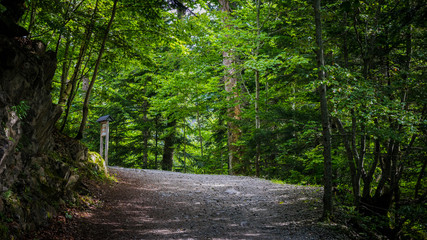 Obraz premium Way among the trees at Aran´s Valley