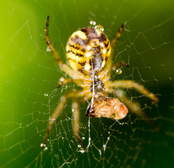 water droplets on a spider web with spider in nature