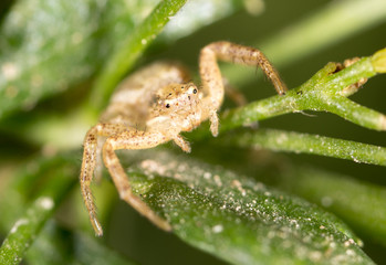 Spider on green nature