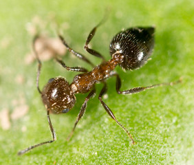 ant on a green leaf