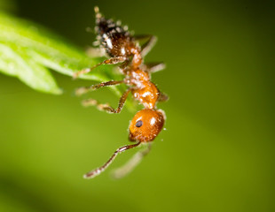 ant on a green leaf