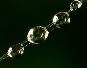 water droplets on a spider web on a black background