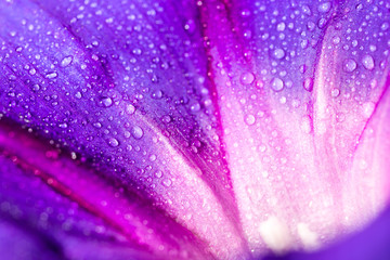 drops of water on a blue flower - Powered by Adobe