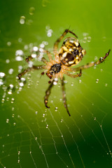 water droplets on a spider web with spider in nature