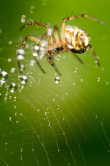 water droplets on a spider web with spider in nature