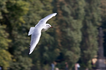 Möve im Flug