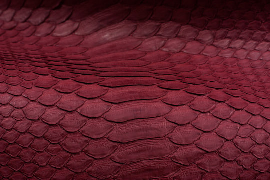 Python snakeskin leather background, snake skin, texture, animal, reptile
