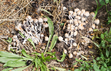 inedible mushrooms in nature