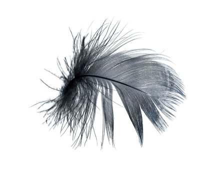 Black feather on a white background © schankz