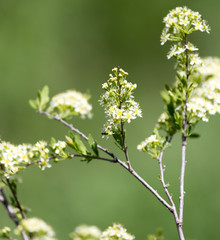 white flowers on a branch of a bush