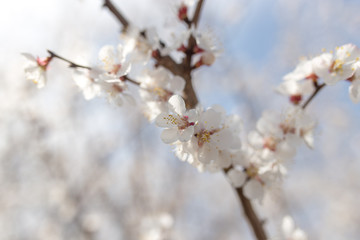 Naklejka premium flowers on the tree against the blue sky
