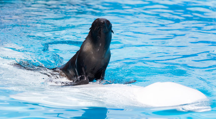 fur seal on a white dolphin in the pool