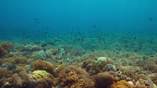 Colorful coral reef in Philippines with healthy hard corals and plenty fish. 4k footage