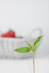 green petal on the background basket with tomatoes