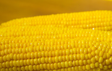 Tasty boiled corn on a plate sunflower - macro