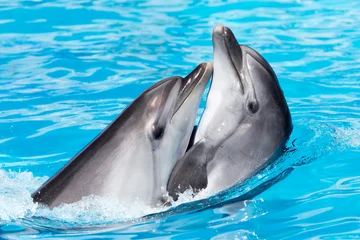 Deurstickers Dolfijn twee dolfijnen dansen in het zwembad