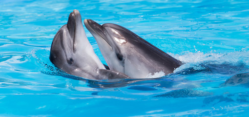 deux dauphins dansant dans la piscine