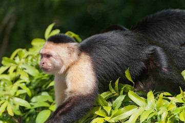 Photo of a white-headed capuchin (Cebus capucinus) taken in Panama. 