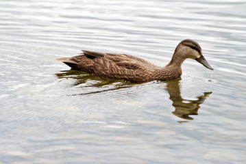 Young Mallard Duck with a Reflection Swimming
