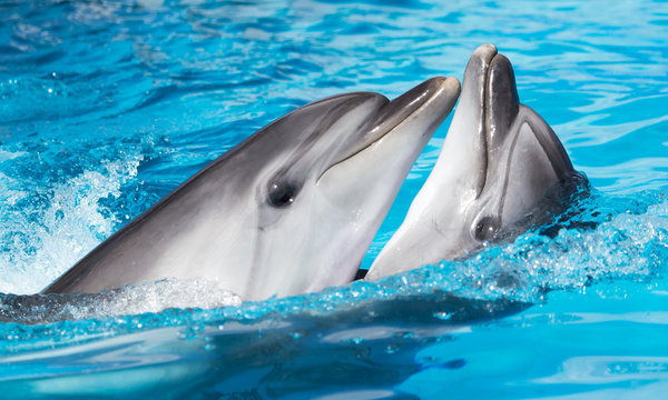 two dolphins dancing in the pool