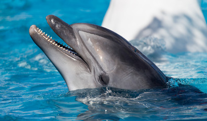 Dolphin in the pool