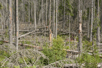 Forest destroyed during a storm Kyrill 19. january 2007 around the observation tower Polednik, on the border of Germany with the Czech Republic, Sumava National Park.