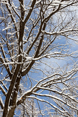 Snow on the tree against the blue sky