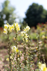 beautiful yellow flowers in nature