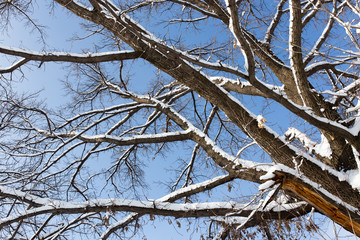 Snow on the tree against the blue sky