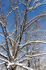 Snow on the tree against the blue sky