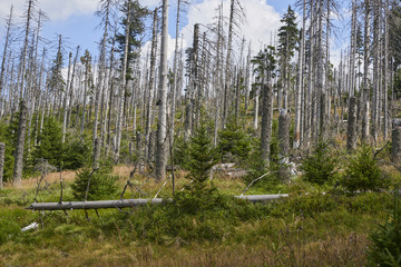 Forest destroyed during a storm Kyrill 19. january 2007 around the observation tower Polednik, on...