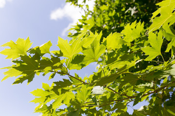 green maple leaves on nature