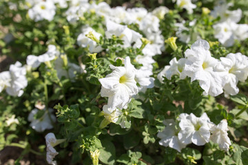 beautiful white flowers in nature