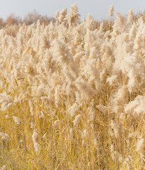 Fototapeta premium Yellow reeds in nature in autumn