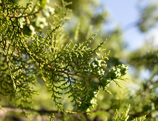 Beautiful branch of a thuja on nature