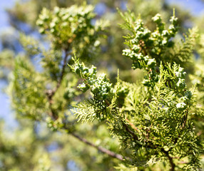 Beautiful branch of a thuja on nature