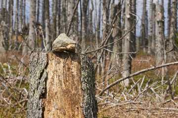 Forest dieback by bark beetle infestations in the high forest of Dreisessel mountain on the border of Germany with the Czech Republic, Bavarian Forest - Sumava National Park, Germany - Czech Republic