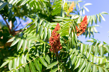 flower bud on a tree in nature