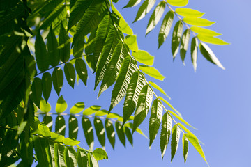 green leaves on the tree in nature