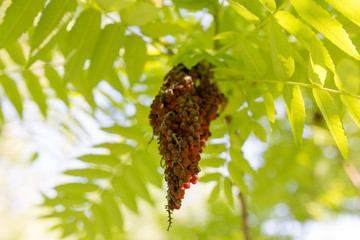 flower bud on a tree in nature