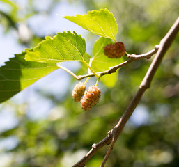 Fototapeta premium mulberry berries on the tree