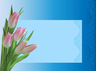 pink tulip flowers on blue background