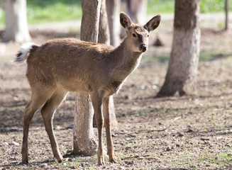 young female deer in a park on the nature