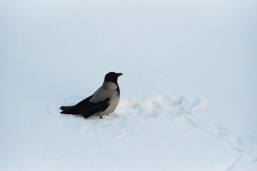 Hooded crow sitting on the white snow