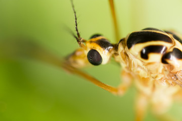 Mosquito in nature. macro