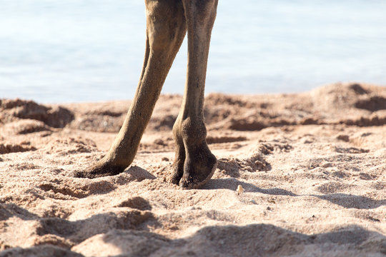 foot of a camel in the sand