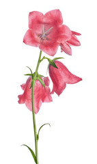 Obraz premium four red large bellflowers isolated on white