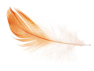 Obraz premium striped orange feather on white